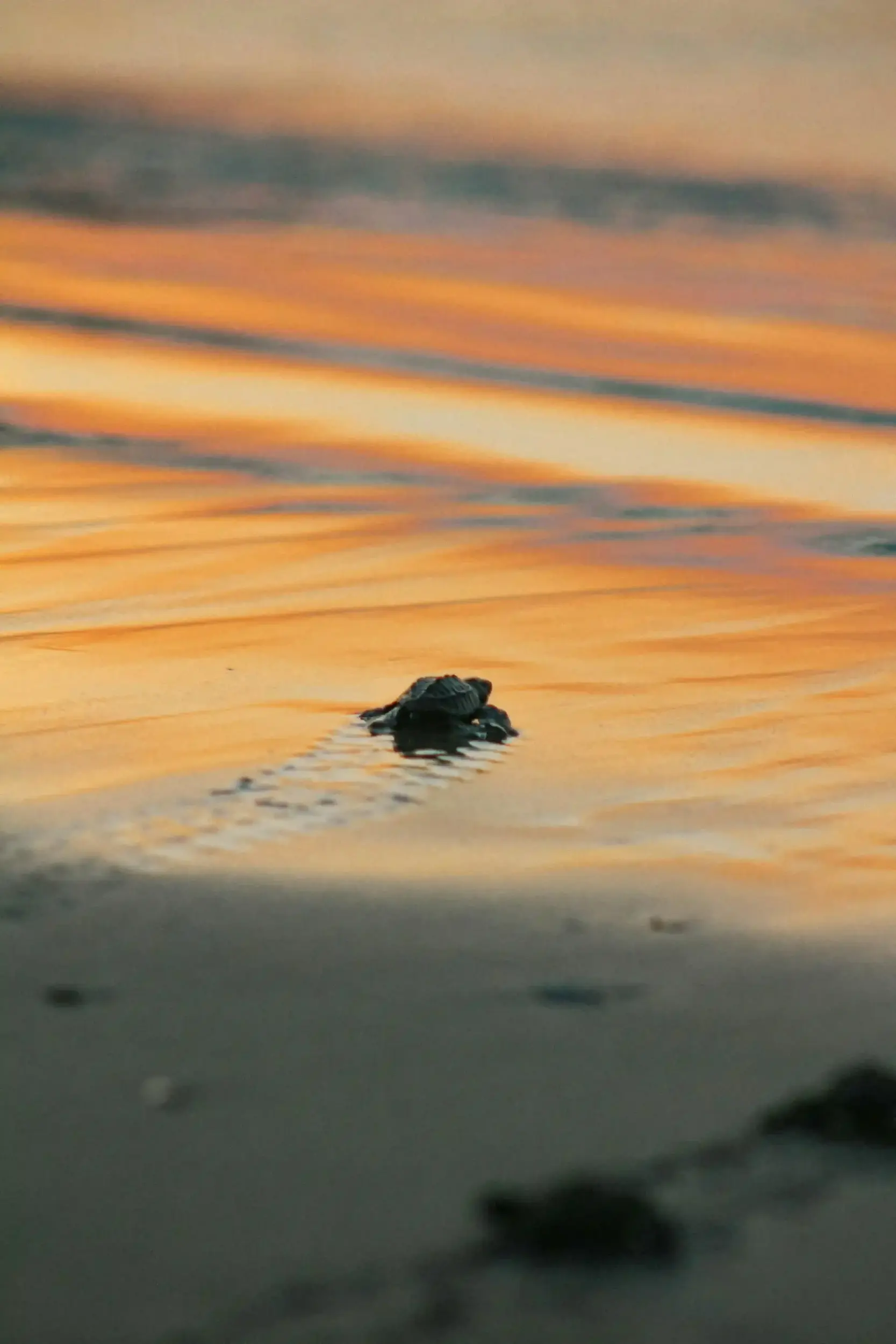 la jolla turtle release sunset popoyo tola